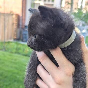 Blackberry -  Domestic Short Hair Cat Available for Adoption in Johnstown, Pennsylvania - Blackberry | PetCurious