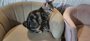 Torvi -  Tabby Cat for Adoption - Torvi | PetCurious