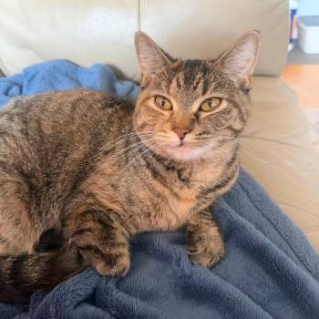 Tapioca -  Domestic Short Hair Cat for Adoption in Evanston, Illinois - Tapioca | PetCurious