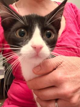 Chess -  Tabby Cat for Adoption in San Antonio, Texas - Chess | PetCurious