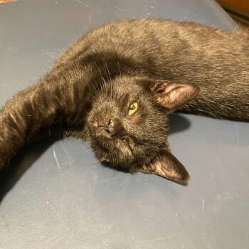 Gator -  Domestic Short Hair Cat for Adoption in State College, Pennsylvania - Gator | PetCurious