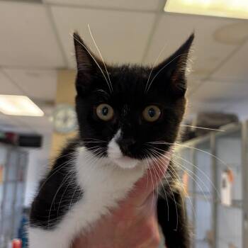 Coppertone -  Domestic Short Hair Cat Available for Adoption in Goleta, California - Coppertone | PetCurious