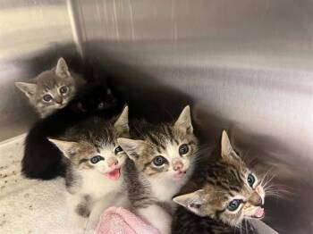 MR. BUCKET -  Domestic Short Hair Cat for Adoption in Tustin, California - MR. BUCKET | PetCurious