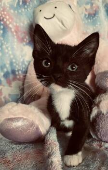 Rockstar -  Domestic Short Hair Cat for Adoption in Riverside, California - Rockstar | PetCurious