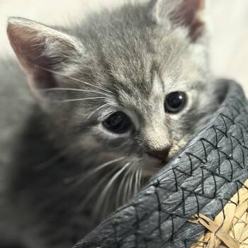 Sterling -  American Shorthair Cat for Adoption in Oceanside, New York - Sterling | PetCurious