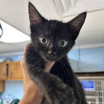 Faith -  Domestic Short Hair Cat for Adoption in Newport, North Carolina - Faith | PetCurious
