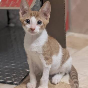 Mac -  Domestic Short Hair Cat for Adoption in Fort Lauderdale, Florida - Mac | PetCurious