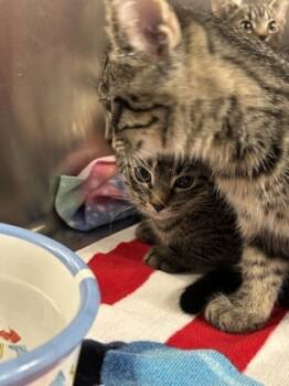 Rescue Domestic Short Hair Cats for Adoption in Batavia, Ohio - Phoebe | PetCurious