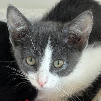 Pumpkin -  Domestic Short Hair Cat for Adoption in Naperville, Illinois - Pumpkin | PetCurious