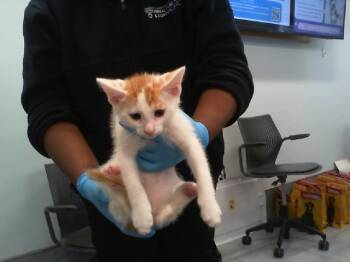 DUNCAN -  Domestic Short Hair Cat for Adoption in Charlotte, North Carolina - DUNCAN | PetCurious