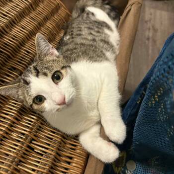 Rescue Domestic Short Hair Cats for Adoption in Lyndhurst, Virginia - Beatbox | PetCurious
