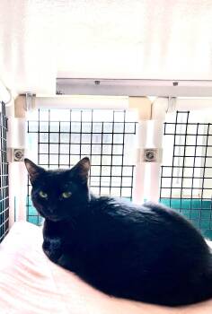 Domestic Short Hair Cats Available for Adoption in Altoona, Pennsylvania - Thurman Merman | PetCurious