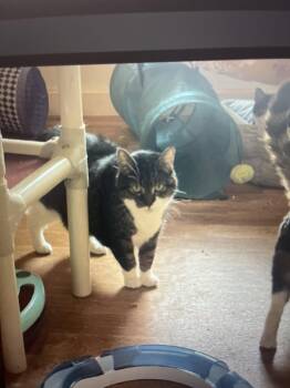 Willow -  Domestic Short Hair Cat for Adoption in Pittsboro, North Carolina - Willow | PetCurious