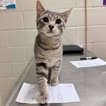 Domestic Short Hair Cats Available for Adoption - Smokey | PetCurious