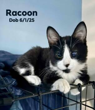 Rescue Domestic Short Hair Cats for Adoption in Clayton, California - Racoon | PetCurious
