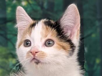 Rescue Calico and Domestic Short Hair Cats for Adoption in Republic, Washington - Basil | PetCurious