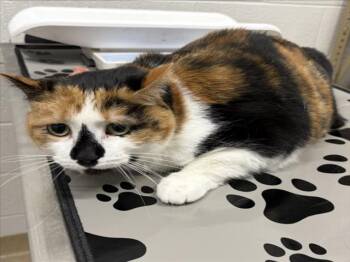 Domestic Short Hair Cats Available for Adoption in Derwood, Maryland - MARCY | PetCurious