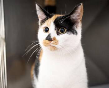 Ghost -  Calico Cat for Adoption in Monroe, Georgia - Ghost | PetCurious