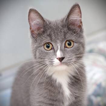 Jingleheimer -  Domestic Medium Hair Cat for Adoption in Amsterdam, New York - Jingleheimer | PetCurious