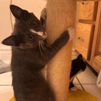 Biscuits -  Domestic Short Hair Cat for Adoption in Layton, Utah - Biscuits | PetCurious