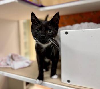 Vela (bonded with Carina) -  Domestic Short Hair Cat for Adoption in Oakland, California - Vela (bonded With Carina) | PetCurious