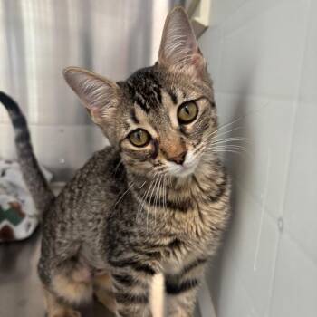 Moolatte -  Domestic Short Hair Cat for Adoption in Corpus Christi, Texas - Moolatte | PetCurious