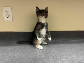 Angela -  Domestic Short Hair Cat for Adoption in Kennewick, Washington - Angela | PetCurious