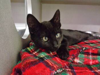 Domestic Short Hair Cats Available for Adoption in Delhi, New York - SATIRE | PetCurious