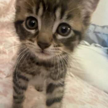 Maylee (In Foster) -  Domestic Short Hair Cat for Adoption in Watertown, Wisconsin - Maylee (In Foster) | PetCurious