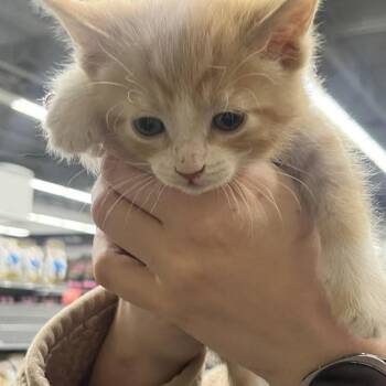 Domestic Short Hair Cats Available for Adoption - Karadec | PetCurious