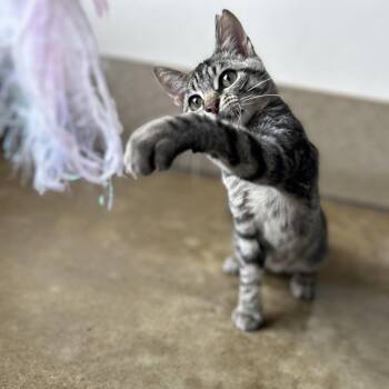 Ziggy -  Domestic Short Hair Cat for Adoption in Green Bay, Wisconsin - Ziggy | PetCurious