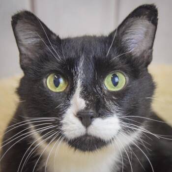 Doug -  Tuxedo and Domestic Medium Hair Cat for Adoption in Huntley, Illinois - Doug | PetCurious