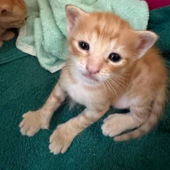 Jurior -  Domestic Short Hair Cat for Adoption in Fort Smith, Arkansas - Jurior | PetCurious