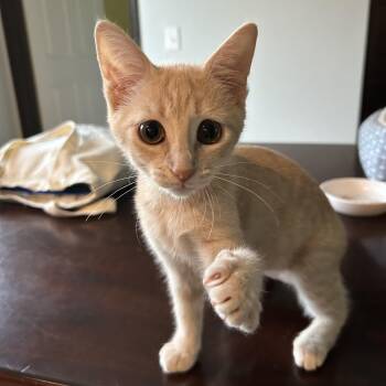 Annika -  Domestic Short Hair Cat for Adoption in Maineville, Ohio - Annika | PetCurious