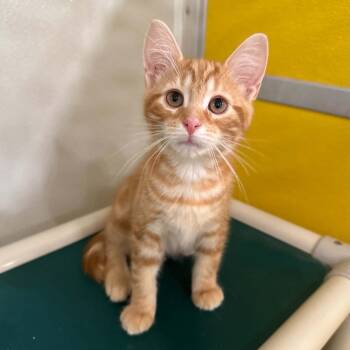 Rye -  Domestic Short Hair Cat for Adoption in Penn Yan, New York - Rye | PetCurious
