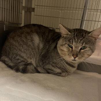 Cyril -  Domestic Short Hair Cat for Adoption in Bristol, Indiana - Cyril | PetCurious