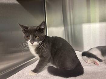 NEO -  Domestic Short Hair Cat for Adoption in Grand Prairie, Texas - NEO | PetCurious