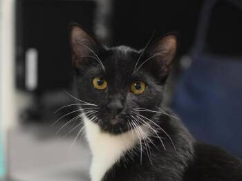 Lucy -  Domestic Short Hair Cat for Adoption in Portland, Oregon - Lucy | PetCurious
