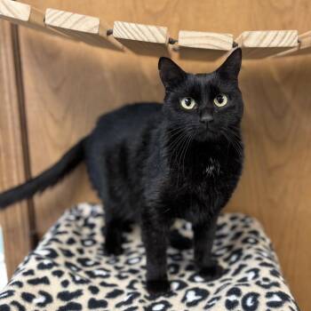 Domestic Short Hair Cats Available for Adoption in Fargo, North Dakota - Icona | PetCurious