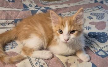 Peanut -  Domestic Short Hair Cat for Adoption in South Bend, Indiana - Peanut | PetCurious