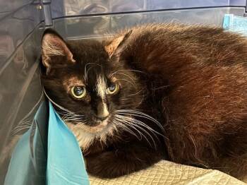 Domestic Medium Hair Cats Available for Adoption - A527449 | PetCurious