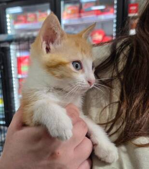 Dreamcast -  Domestic Short Hair Cat for Adoption in Buford, Georgia - Dreamcast | PetCurious