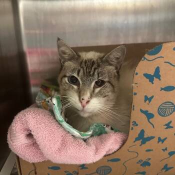 Rescue Domestic Short Hair Cats for Adoption in Goleta, California - Wonky | PetCurious