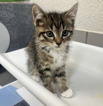 Charcuterie -  Domestic Medium Hair Cat for Adoption in Nashville, Tennessee - Charcuterie | PetCurious