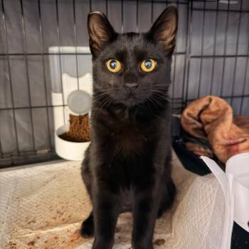 Noir -  Domestic Short Hair and Siamese Cat for Adoption in Vallejo, California - Noir | PetCurious