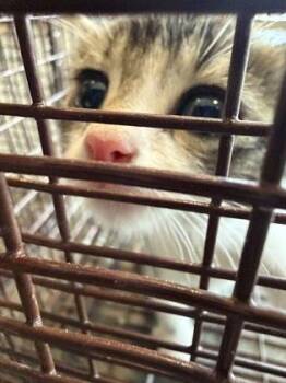 Bo -  Domestic Medium Hair and Domestic Short Hair Cat for Adoption in Morristown, New Jersey - Bo | PetCurious