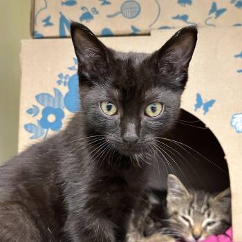 Apple-Gate -  Domestic Short Hair Cat for Adoption in West Olive, Michigan - Apple-Gate | PetCurious