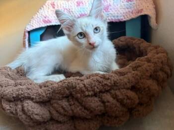 Hawthorn -  Siamese Cat for Adoption in Mesa, Arizona - Hawthorn | PetCurious