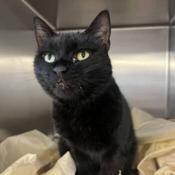 Lucy -  Domestic Short Hair Cat for Adoption in New York, New York - Lucy | PetCurious