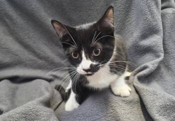 Spota -  Domestic Short Hair Cat for Adoption - Spota | PetCurious